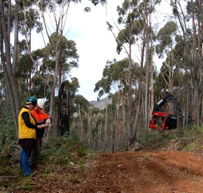 Picture of a site supervisor monitoring a work processes being undertaken in a forest operation.
